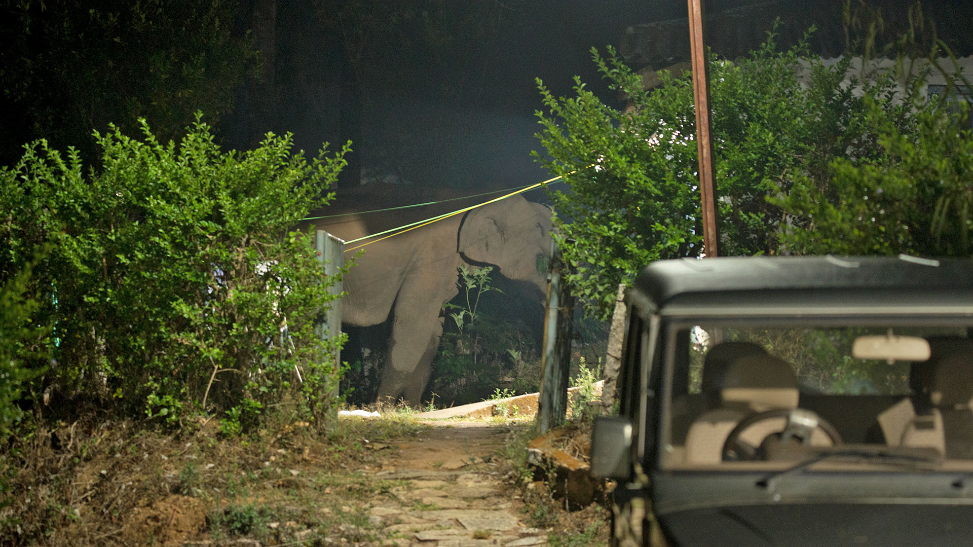      Elephant at field station GAN     | Nature Infocus