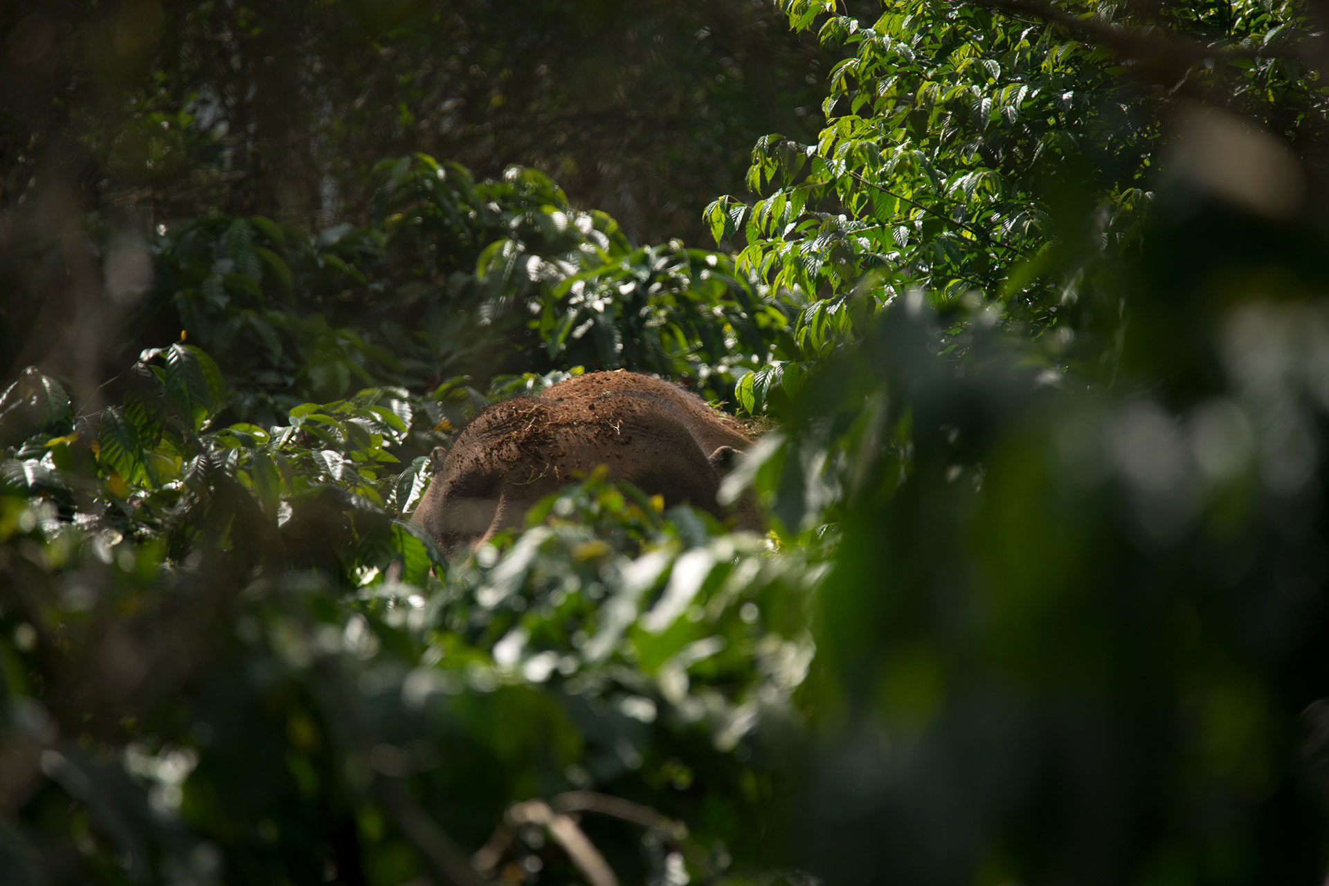      Elephants in Coffee GAN     | Nature Infocus