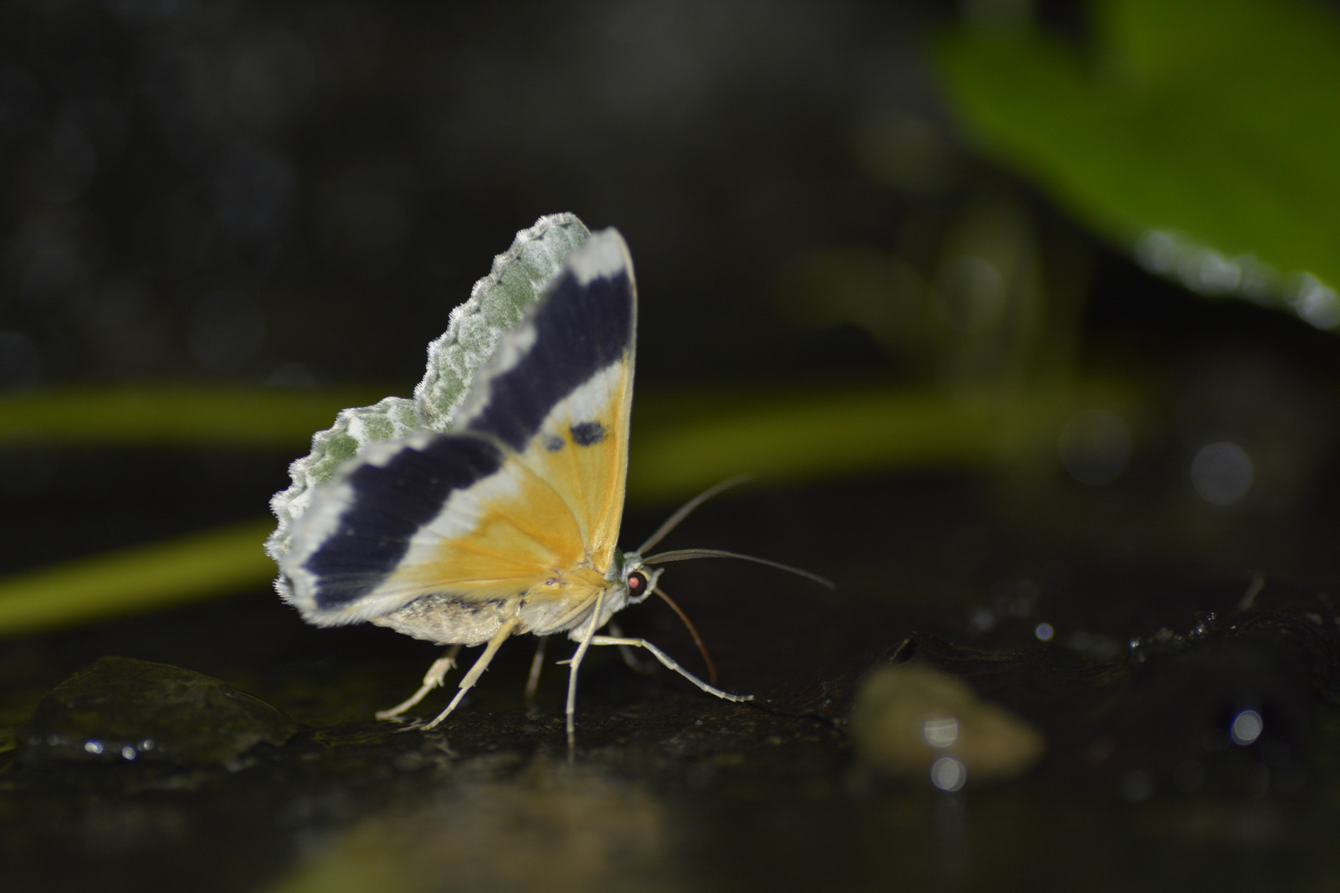 Emerald moth - Monsoon Macro Diaries | Nature inFocus