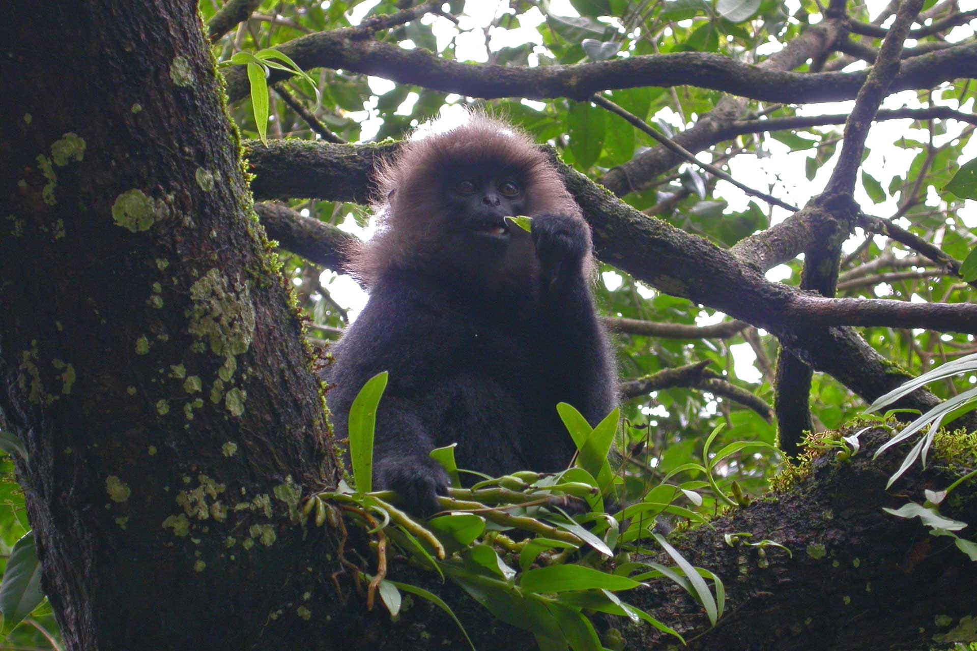      Endangered monkey GurukulaERA | Nature Infocus