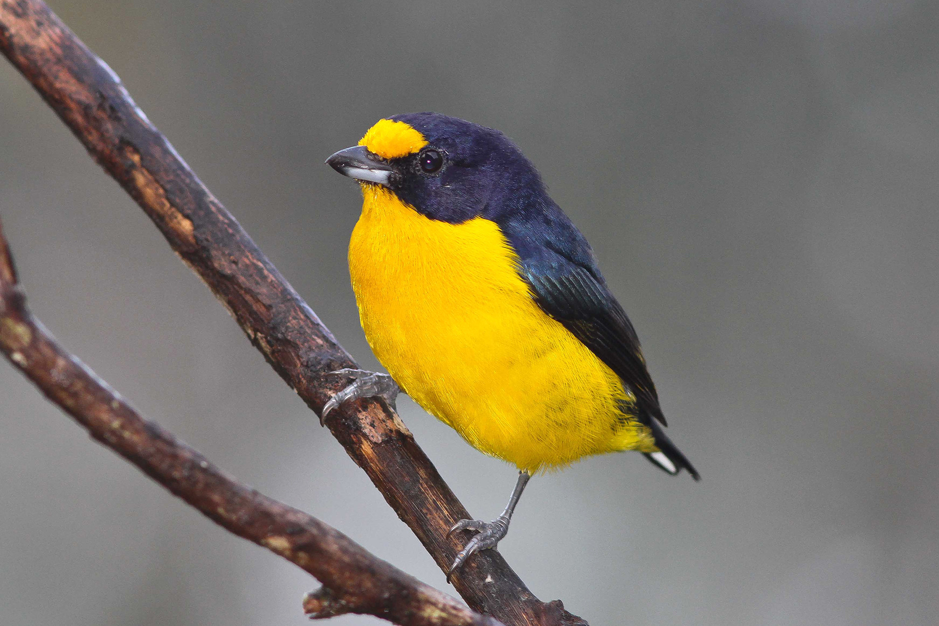 Euphonia violacea gaturamo verdadeiro - Of Lost Forests And Fruits | Nature inFocus