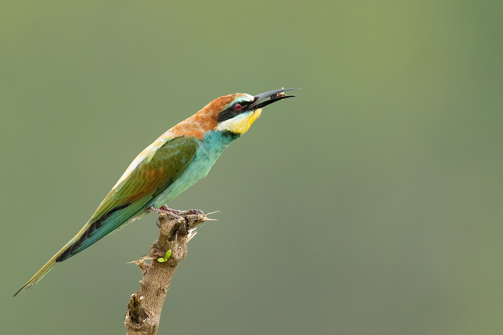 European Bee-eater