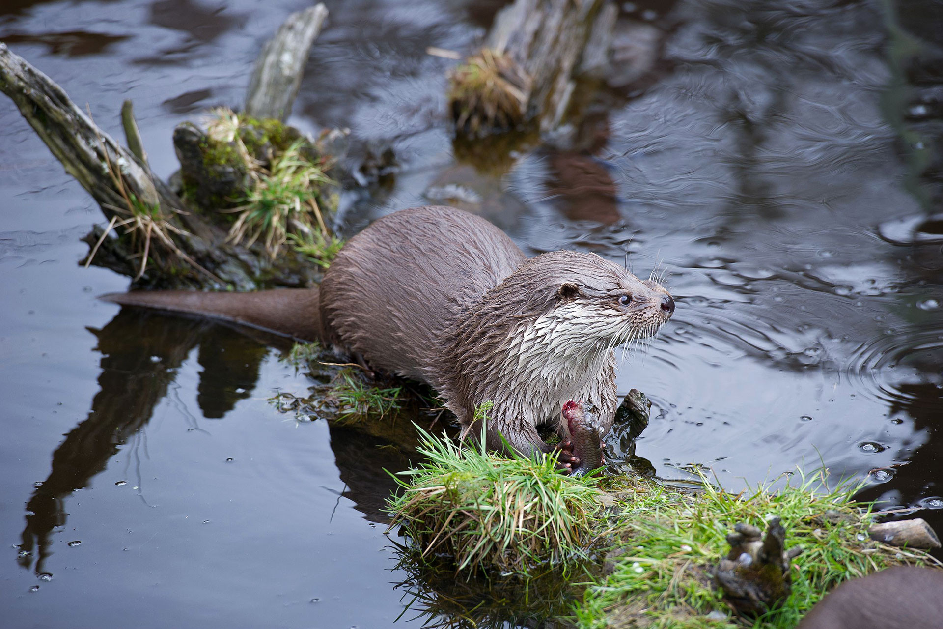 Eurasian Otter in Naturpark Hochmoor Schrems, Austria