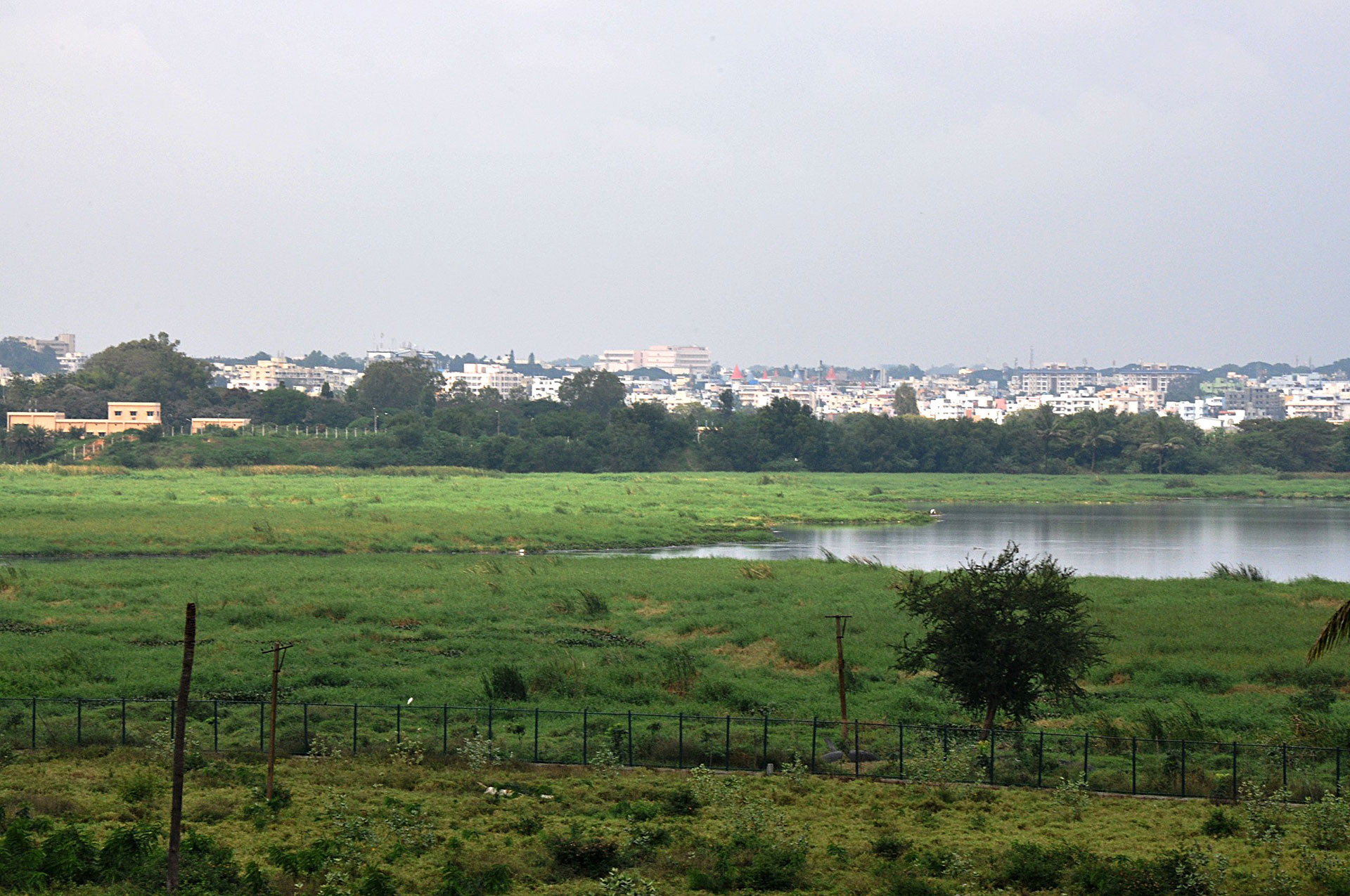 Eutrophication of Bellandur Lake | Nature inFocus