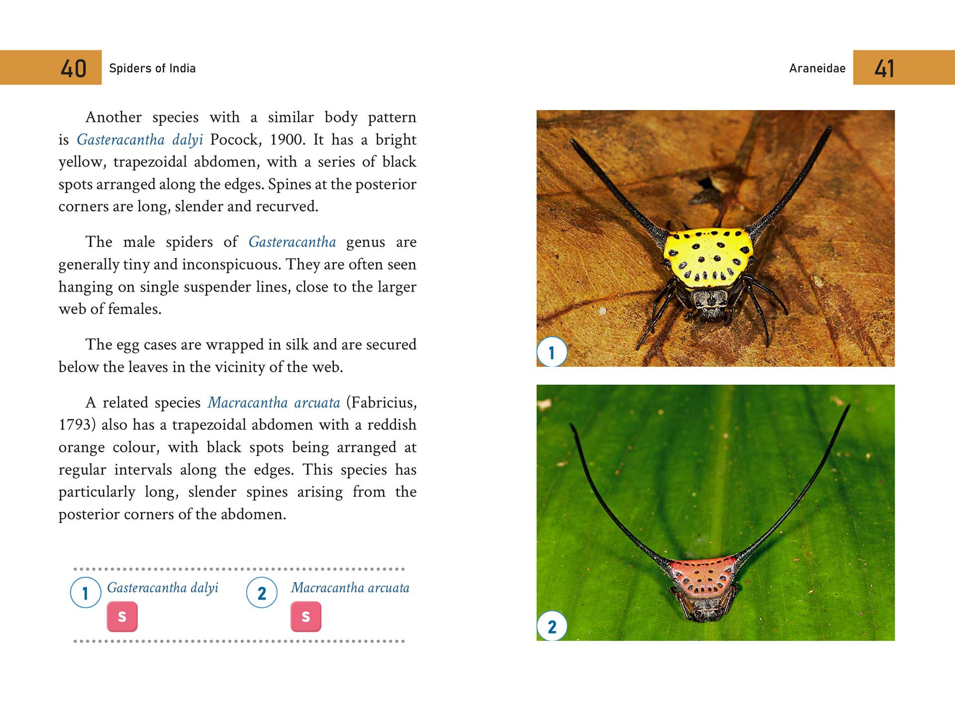 A field guide book to identify the spiders of India