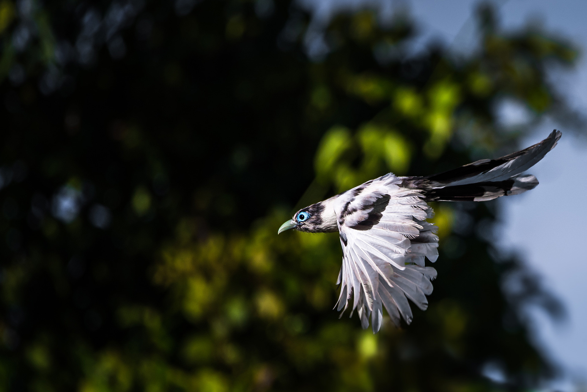 Leucistic Blue faced Malkoha