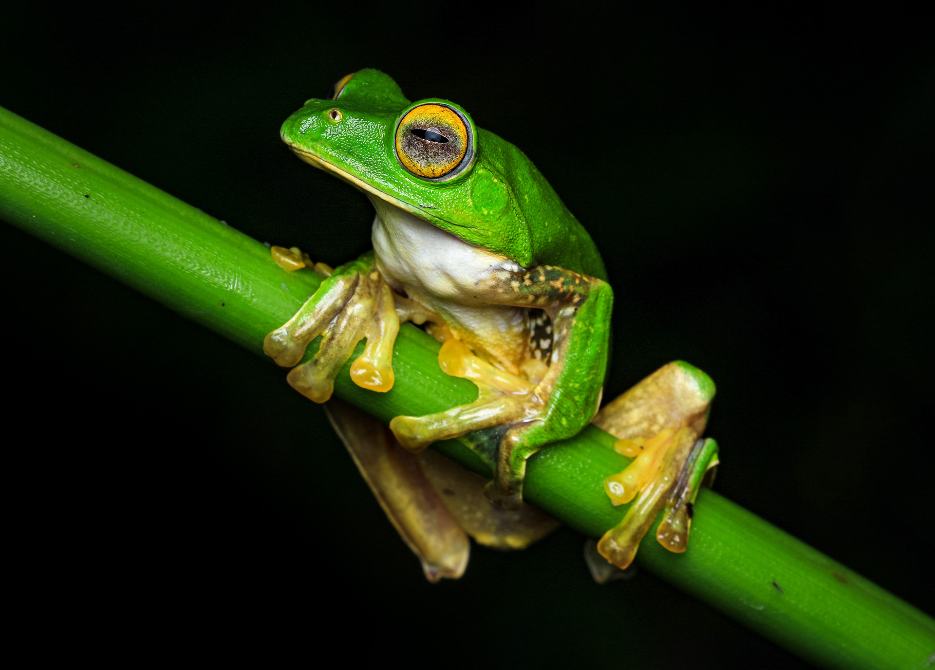 False Malabar Gliding Frog or Anamalai Flying Frog Rhacophorus pseudomalabaricus