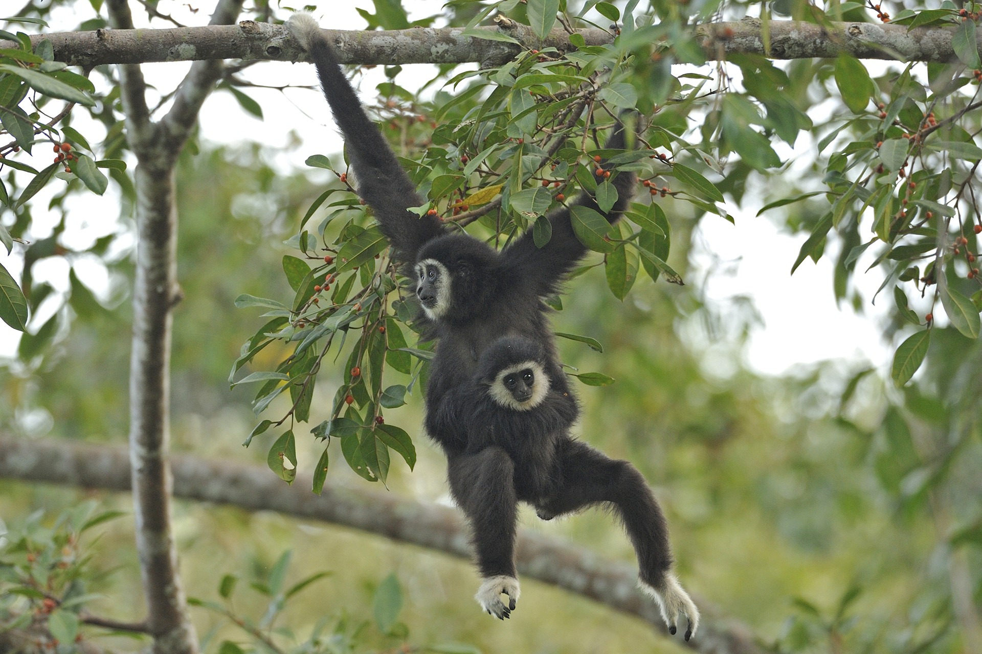 Female infant lar ficus pubilimba - Quite Literally, Food For Thought! | Nature inFocus