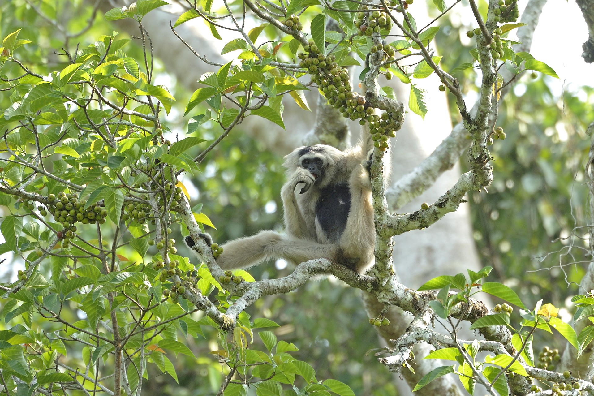 Female pileated ficus variegata - Quite Literally, Food For Thought! | Nature inFocus