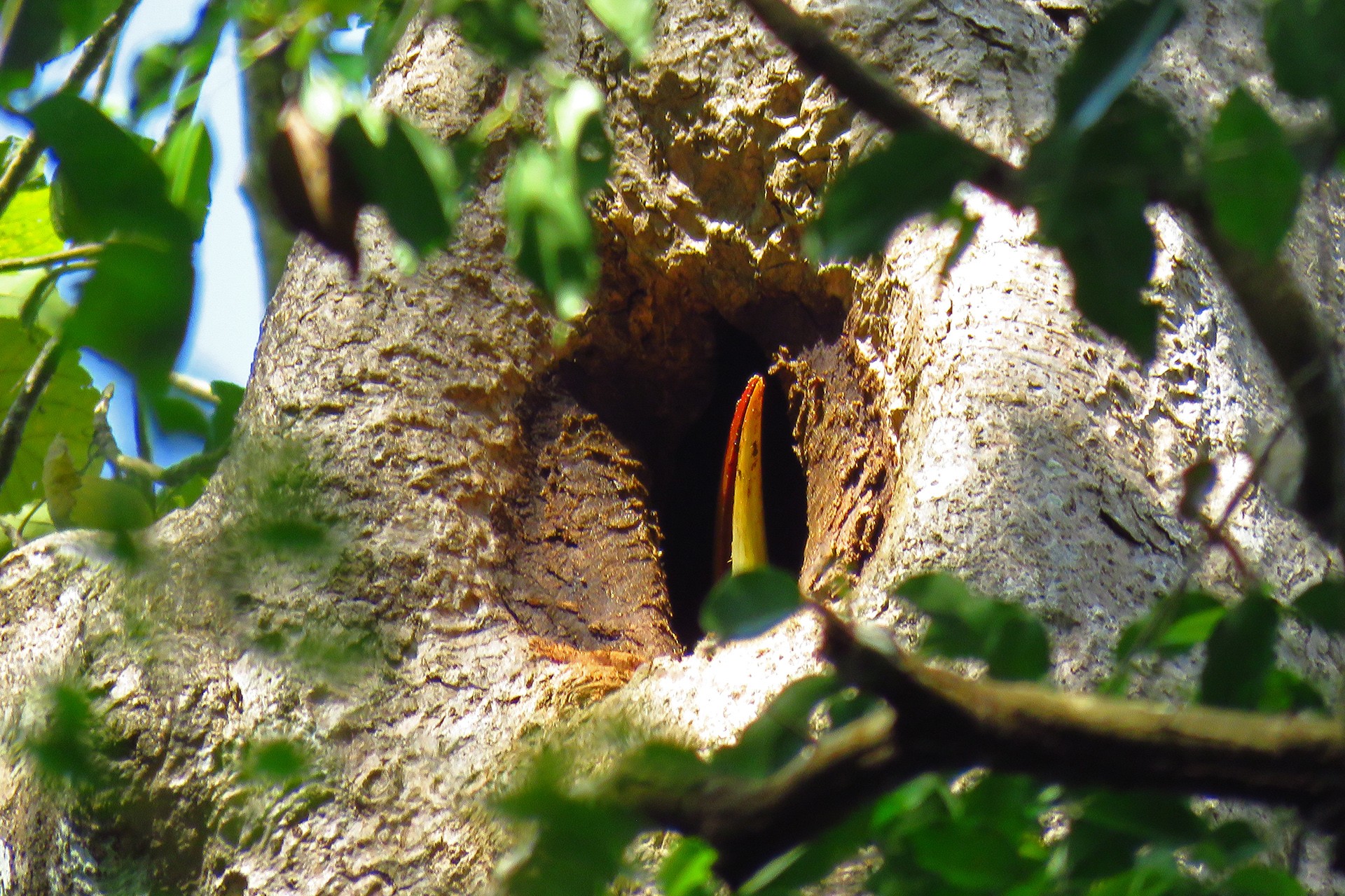 A female Great hornbill sealing the nest entrance using faeces