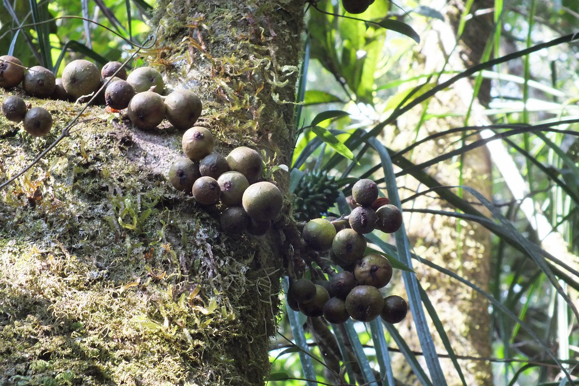 Ficus tiliifolia in situ in rnp credit omer nevo jpg - The Language Of Fruits And Lemurs | Nature inFocus