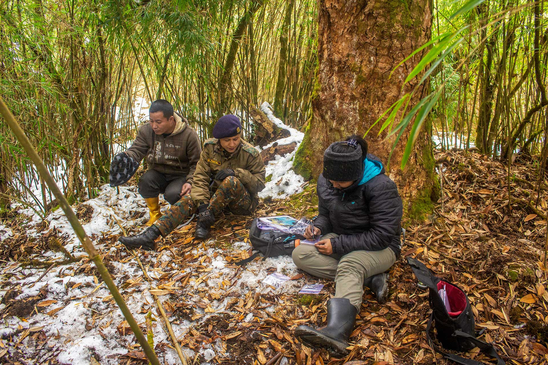 Scientists in the field researching Red Pandas