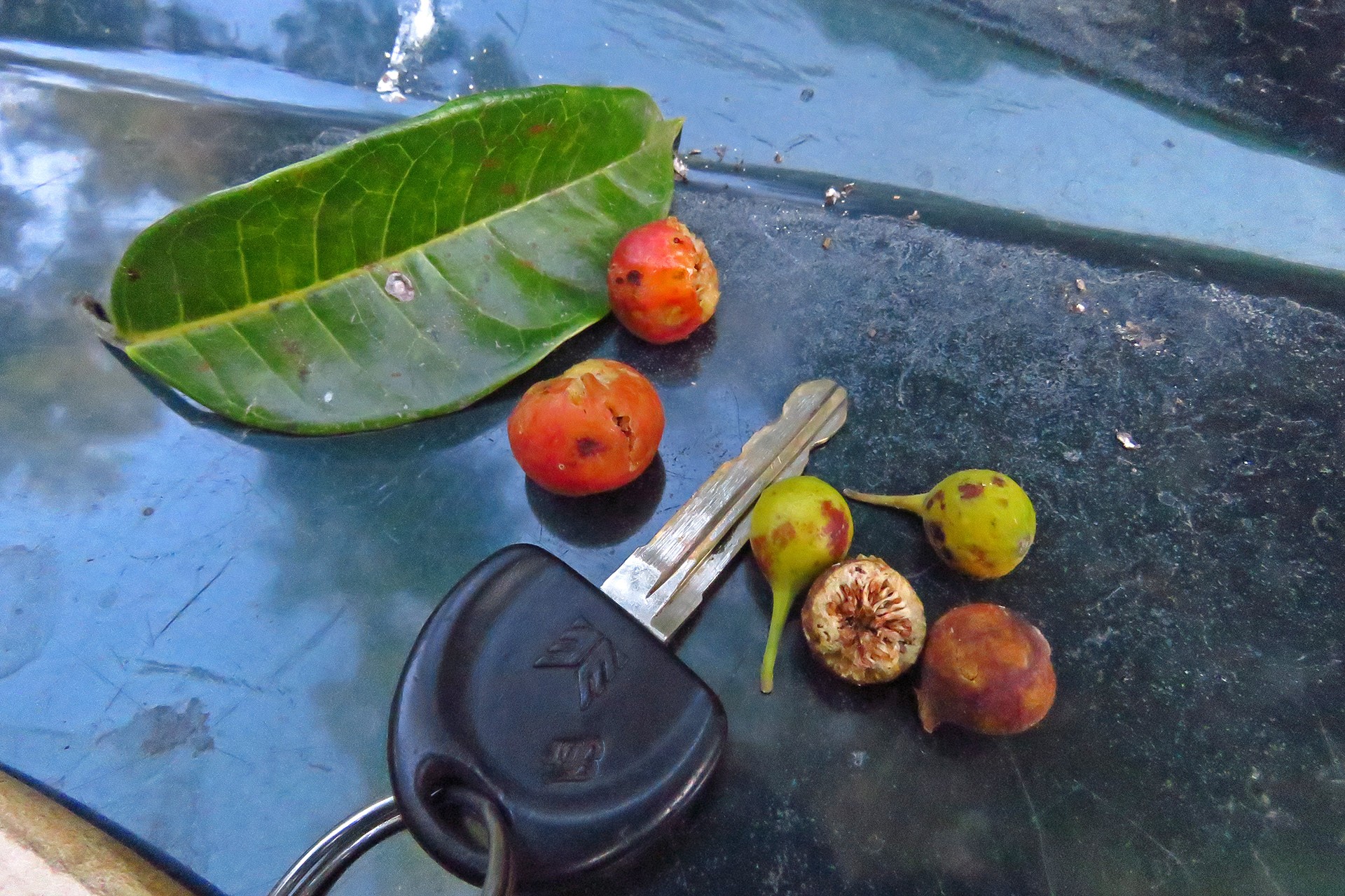 fig fruits in hornbill diet
