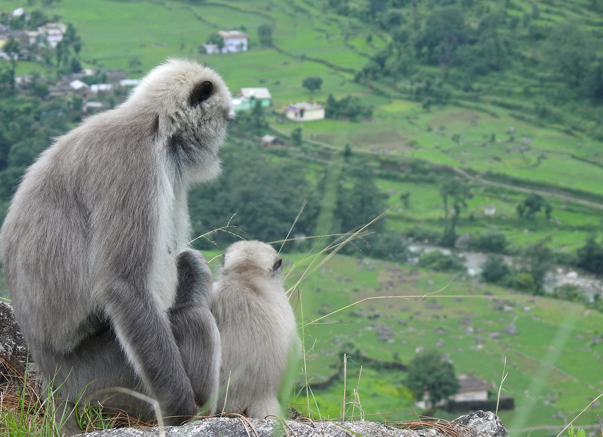 Figure - The Himalayan Langur's Battle For Survival | Nature inFocus