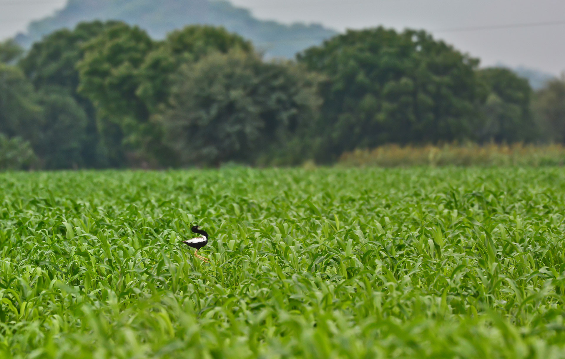 Lesser Florican in Shokaliya or Sonkhaliya in Rajasthan