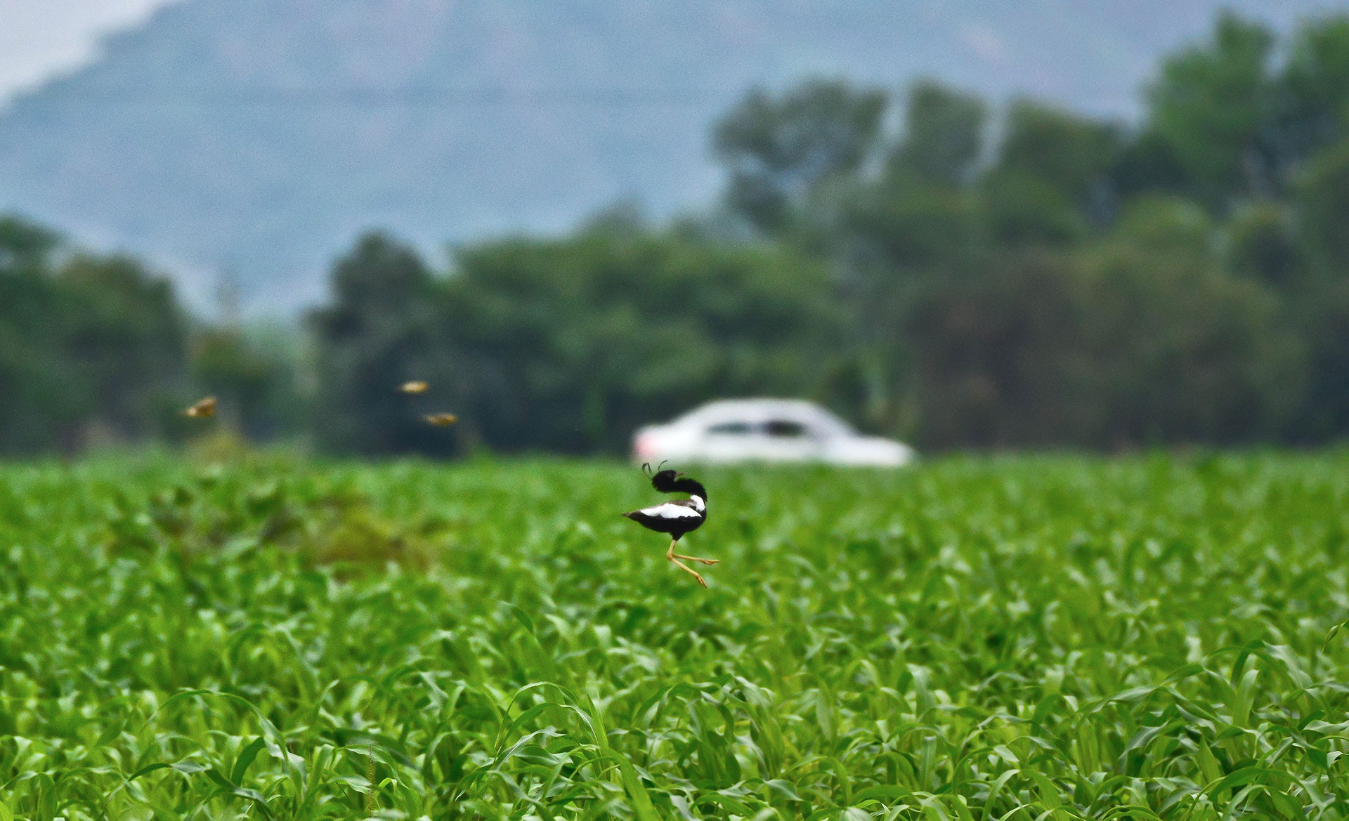 Lesser Florican in Ajmer Rajasthan