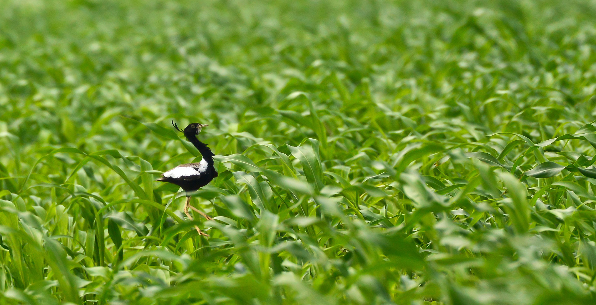 Lesser Florican in an agricultural field in Rajasthan