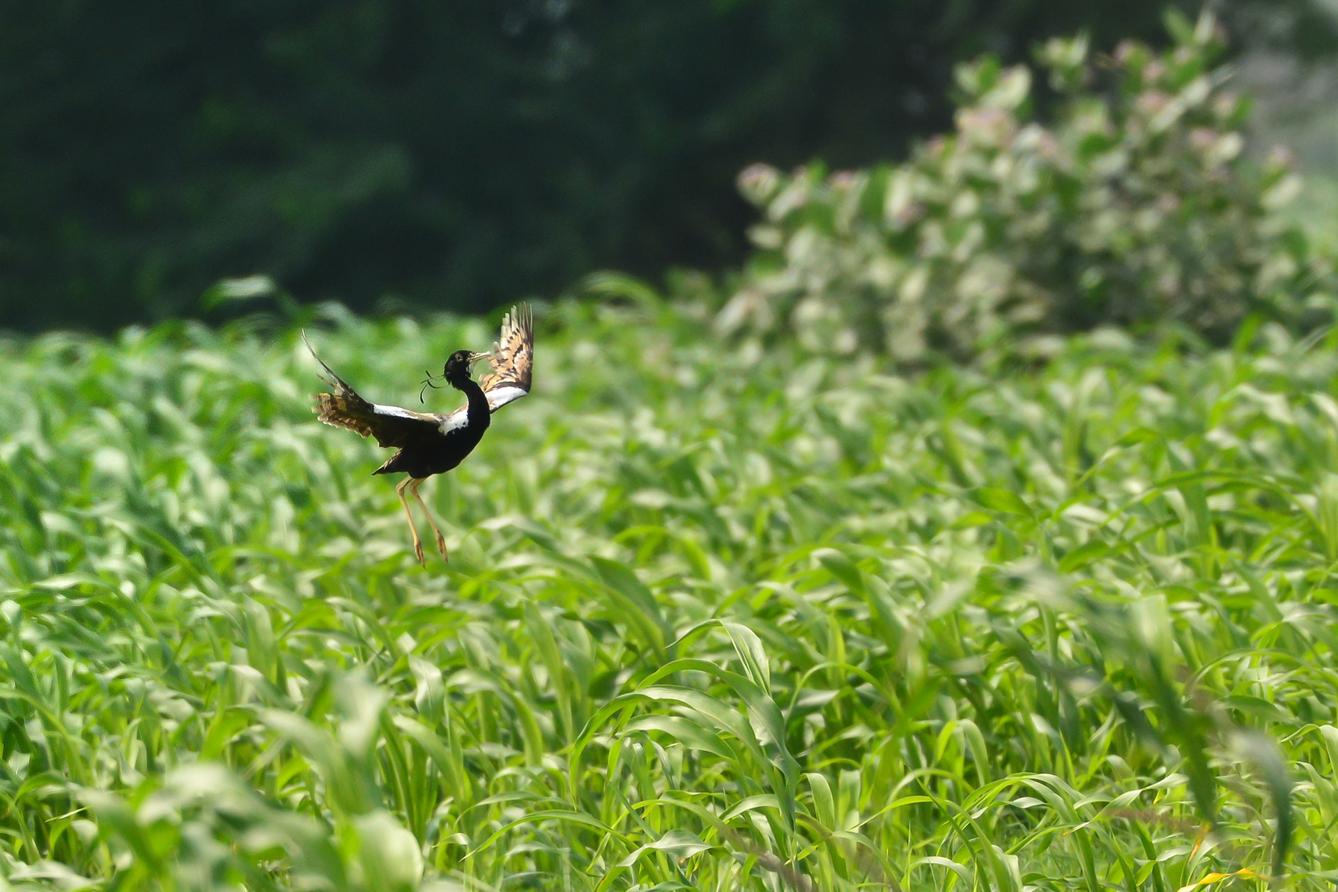 Lesser Florican courtship jumping display