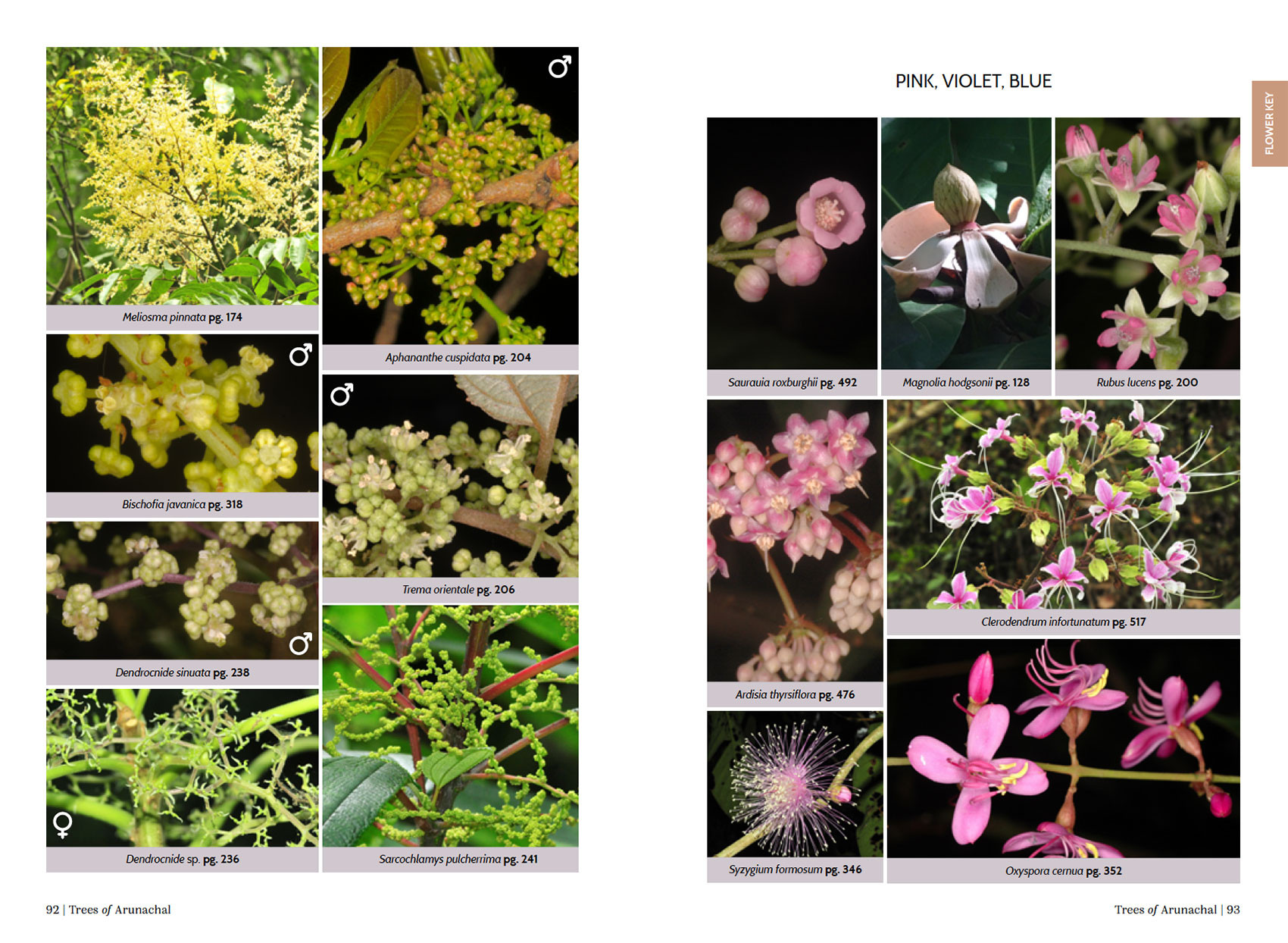FlowerPage ArunachalTrees | Nature Infocus