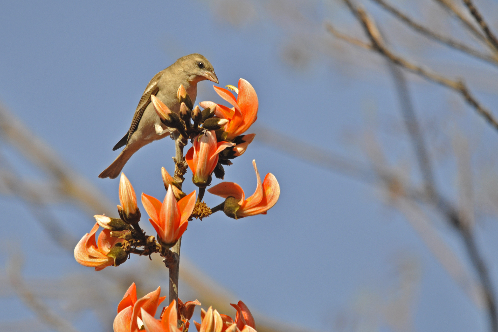 For any forest area chestnut shouldred petronia - 13 Places To Go Birdwatching In Indore | Nature inFocus