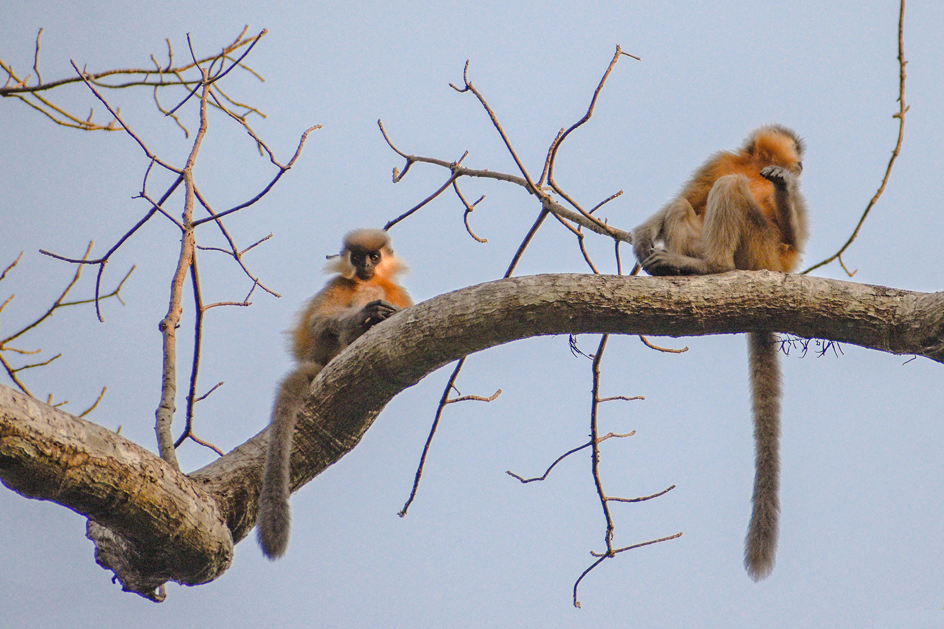 forest CappedLangur | Nature Infocus