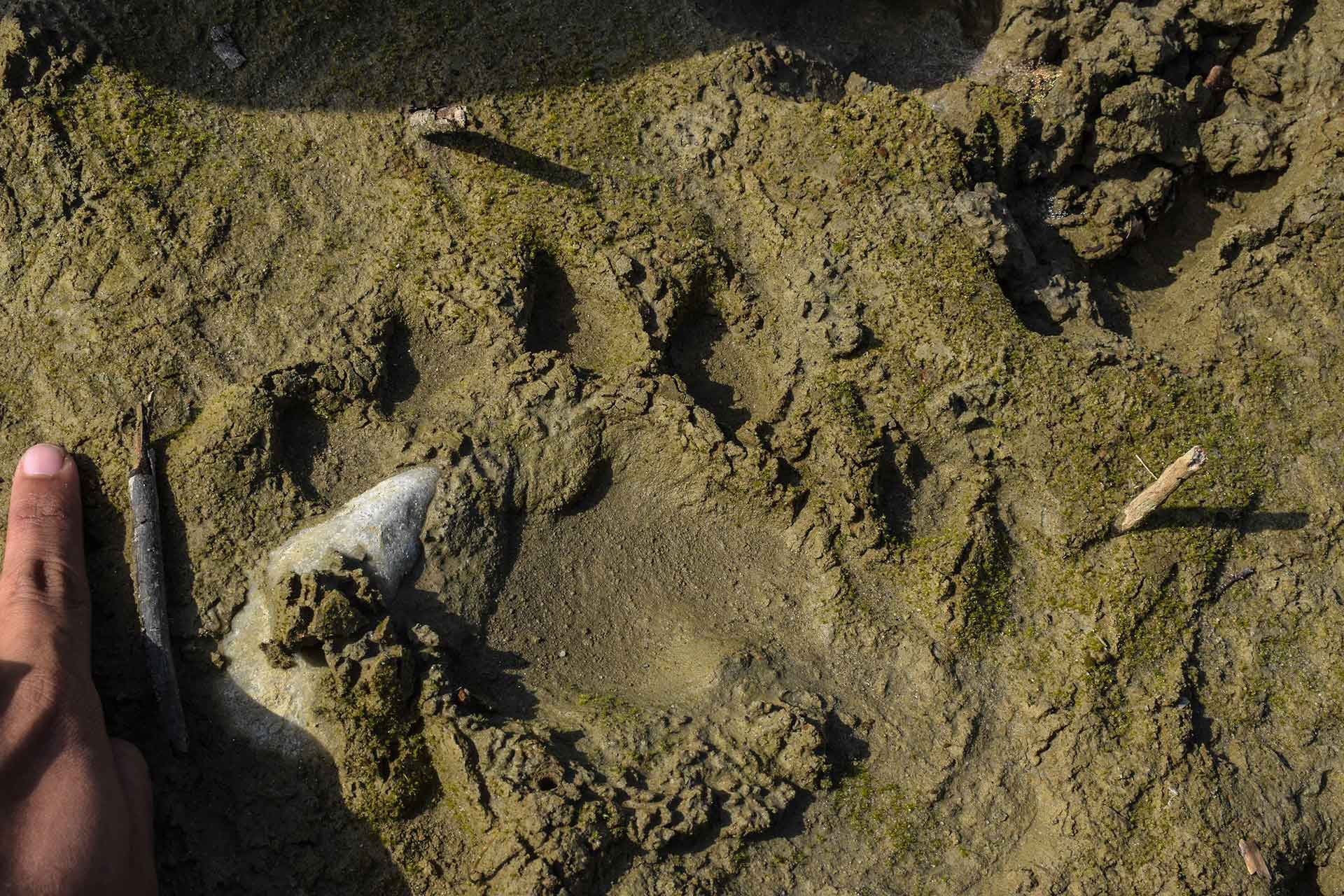 tiger pugmark in pakke tiger reserve forest