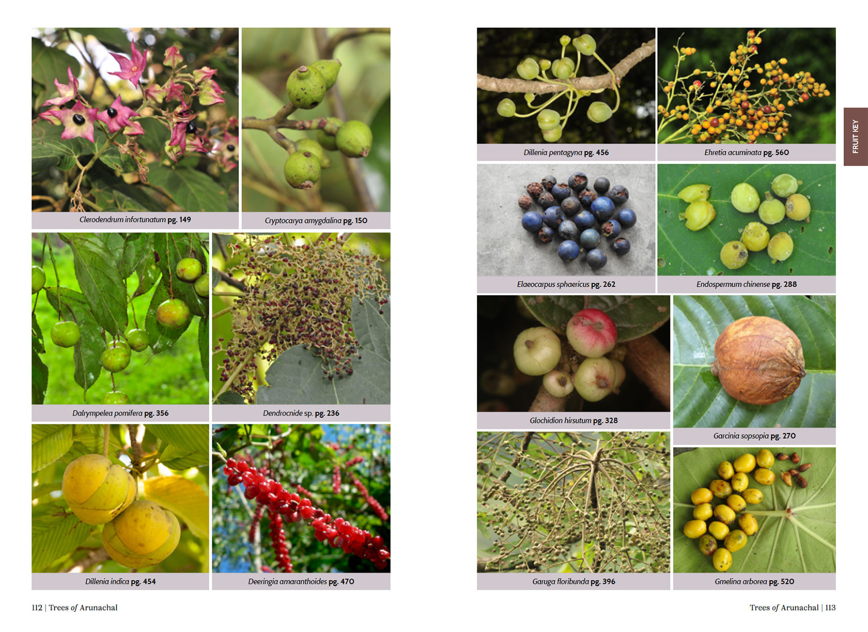 FruitPage ArunachalTrees | Nature Infocus