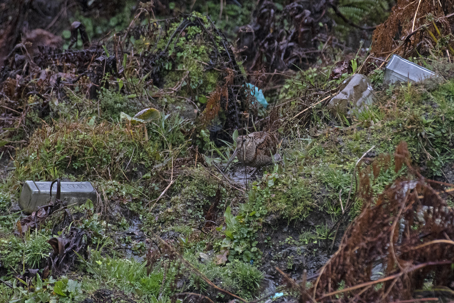 Full res eurasian woodcock and thrash - The Great Himalayan Plastic Crisis | Nature inFocus