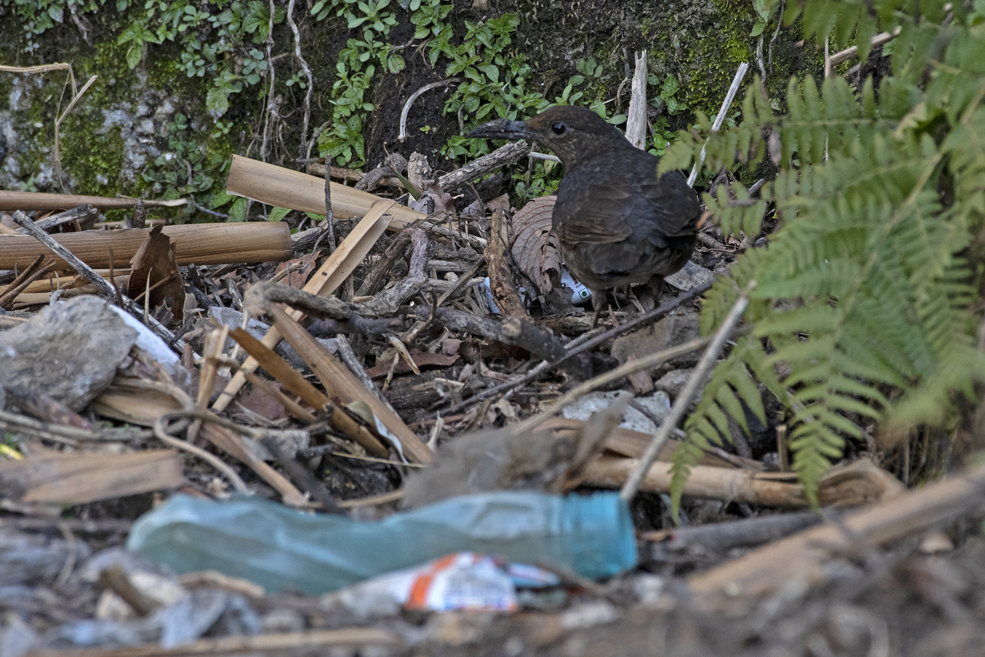 Full res long billed thrush and thrash - The Great Himalayan Plastic Crisis | Nature inFocus