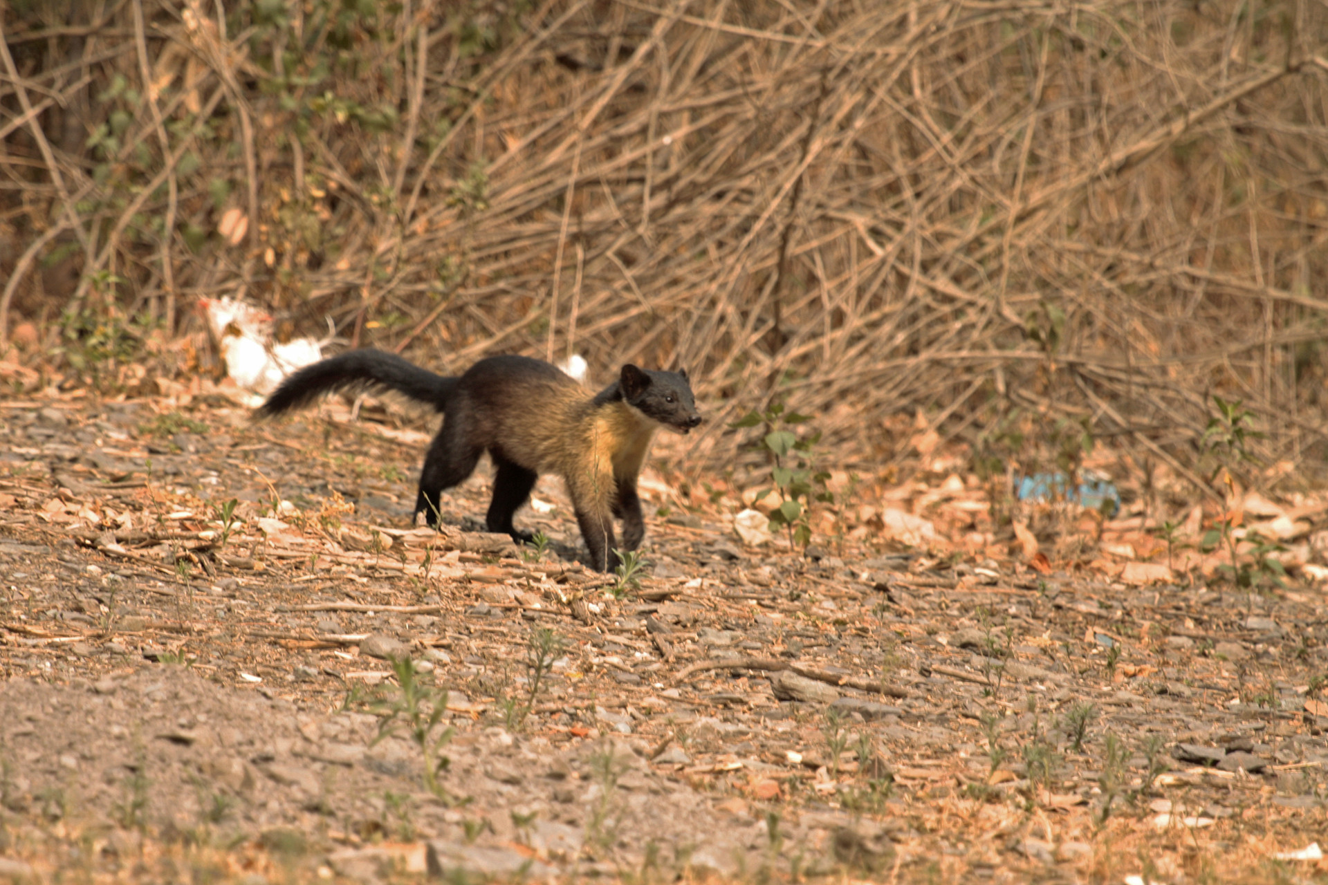 Full res marten in garbage - The Great Himalayan Plastic Crisis | Nature inFocus
