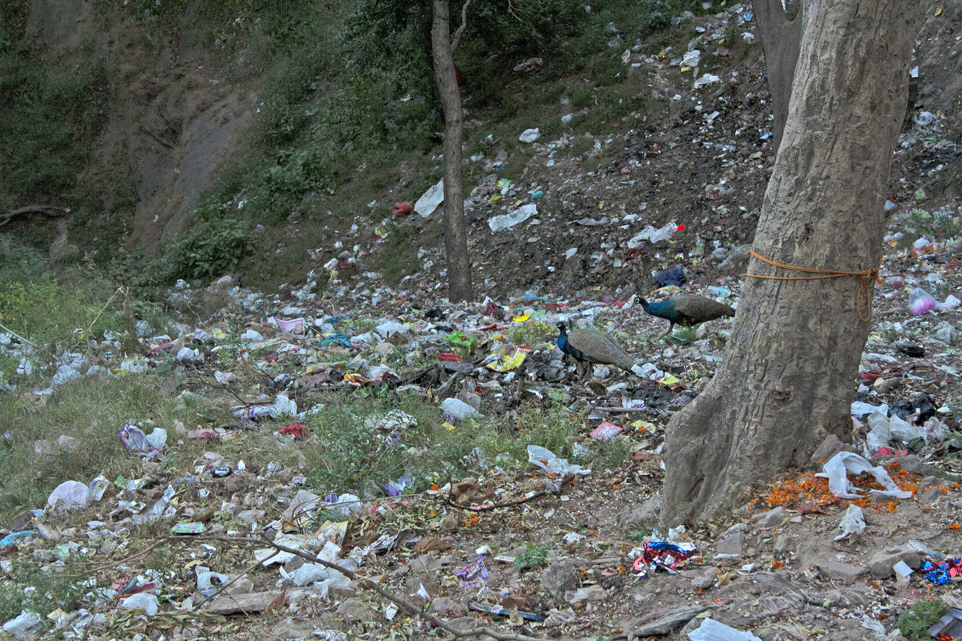 Full res national bird and national shame - The Great Himalayan Plastic Crisis | Nature inFocus