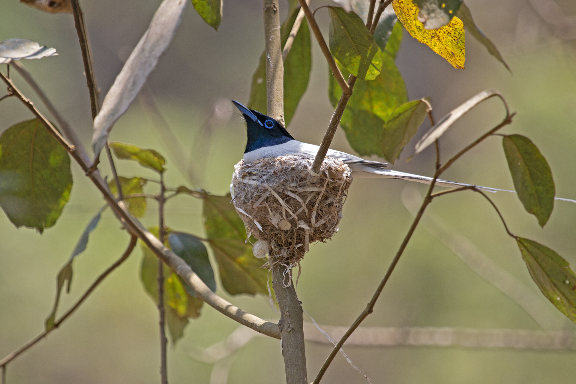 Full res plastic as nesting material - The Great Himalayan Plastic Crisis | Nature inFocus