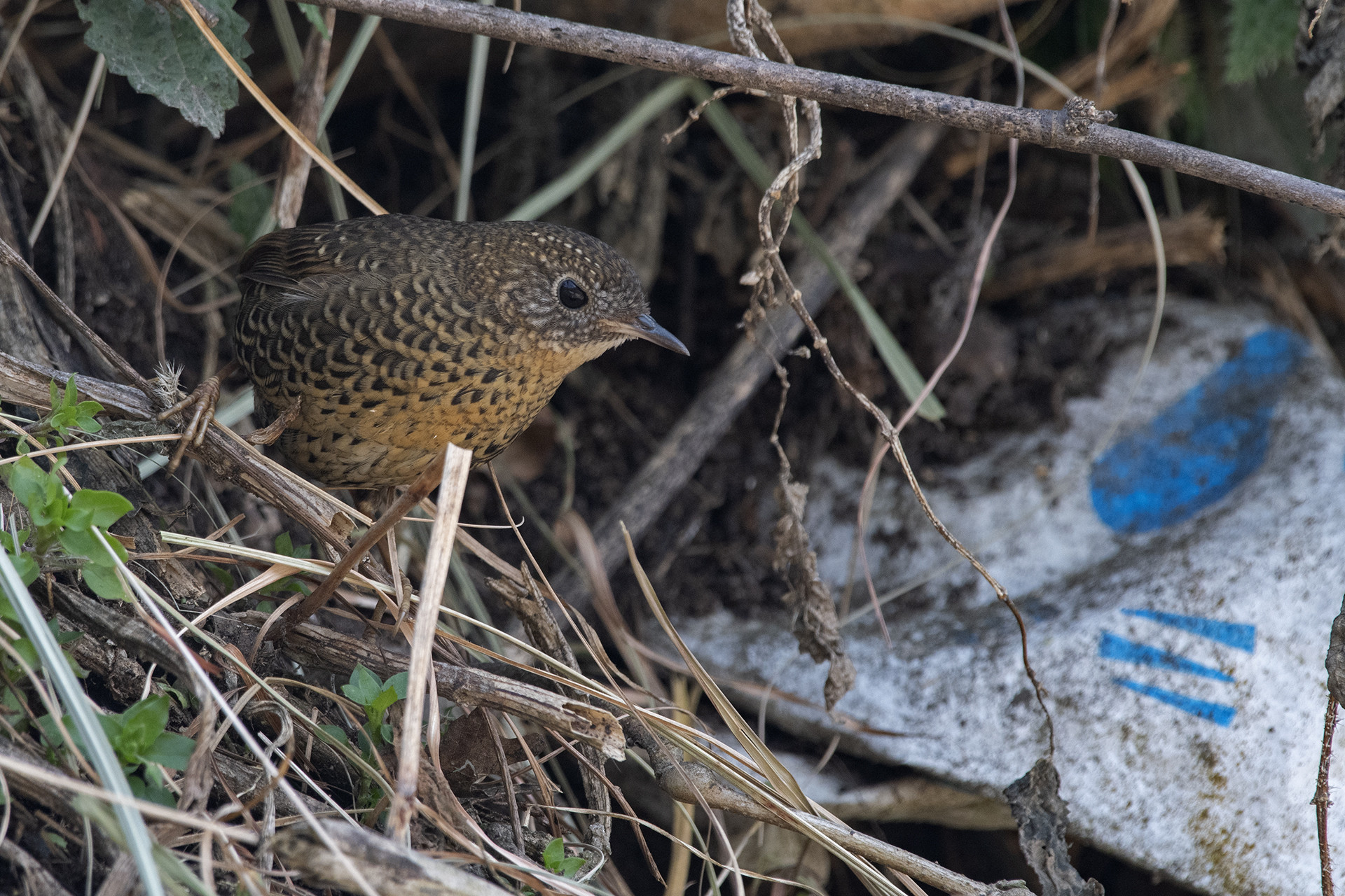 Full res scaly breasted wren babbler and plastic - The Great Himalayan Plastic Crisis | Nature inFocus