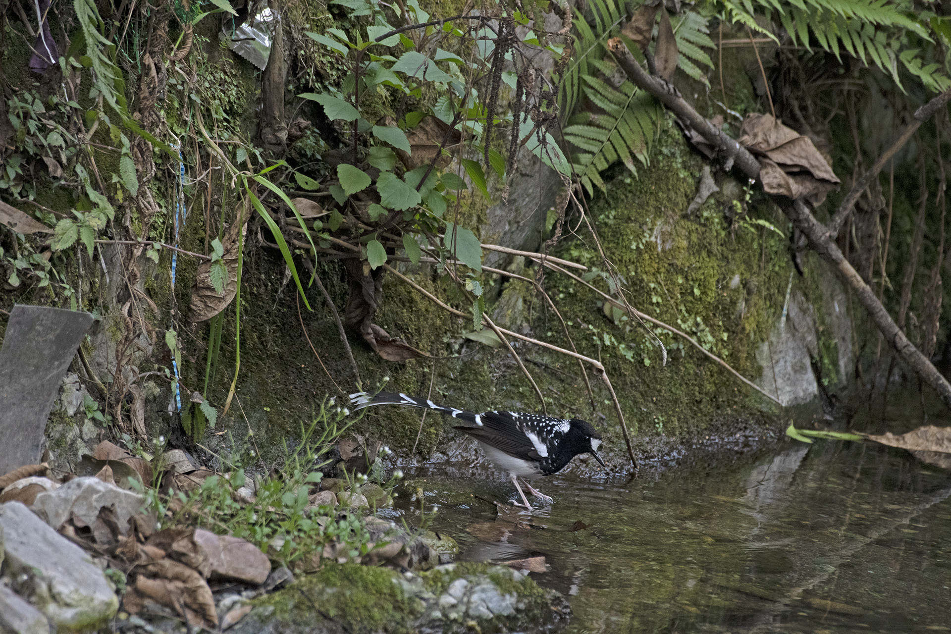 Full res spotted forktail and spotted mess - The Great Himalayan Plastic Crisis | Nature inFocus
