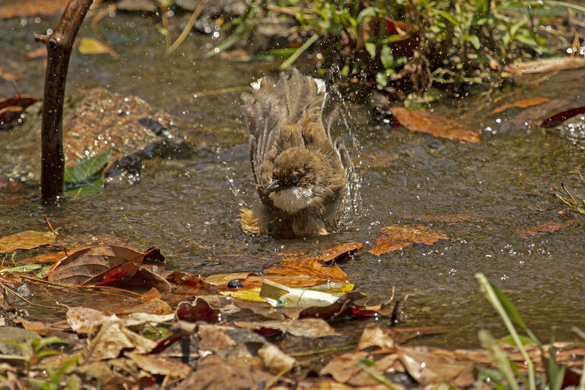 Full resolution dip in polluted stream - The Great Himalayan Plastic Crisis | Nature inFocus