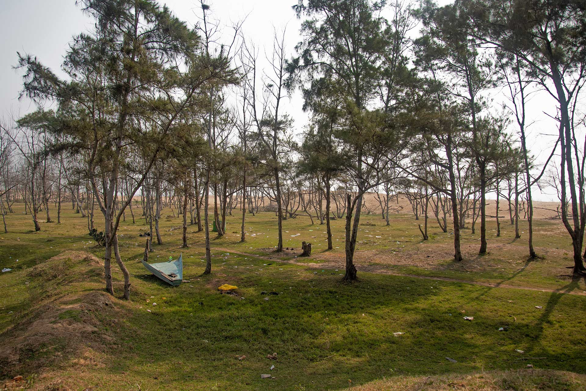 Casuarina Plantation in Odisha