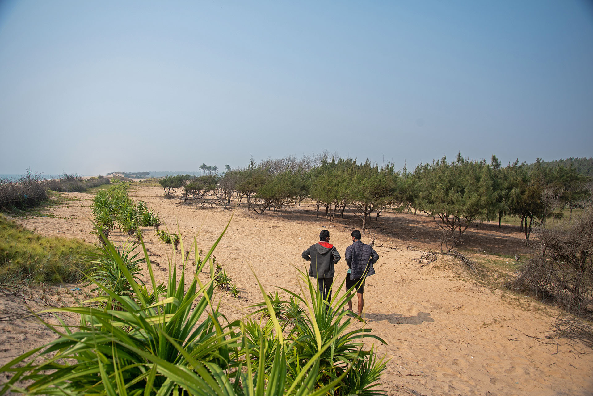 casuarina plantation on a beach in Odisha