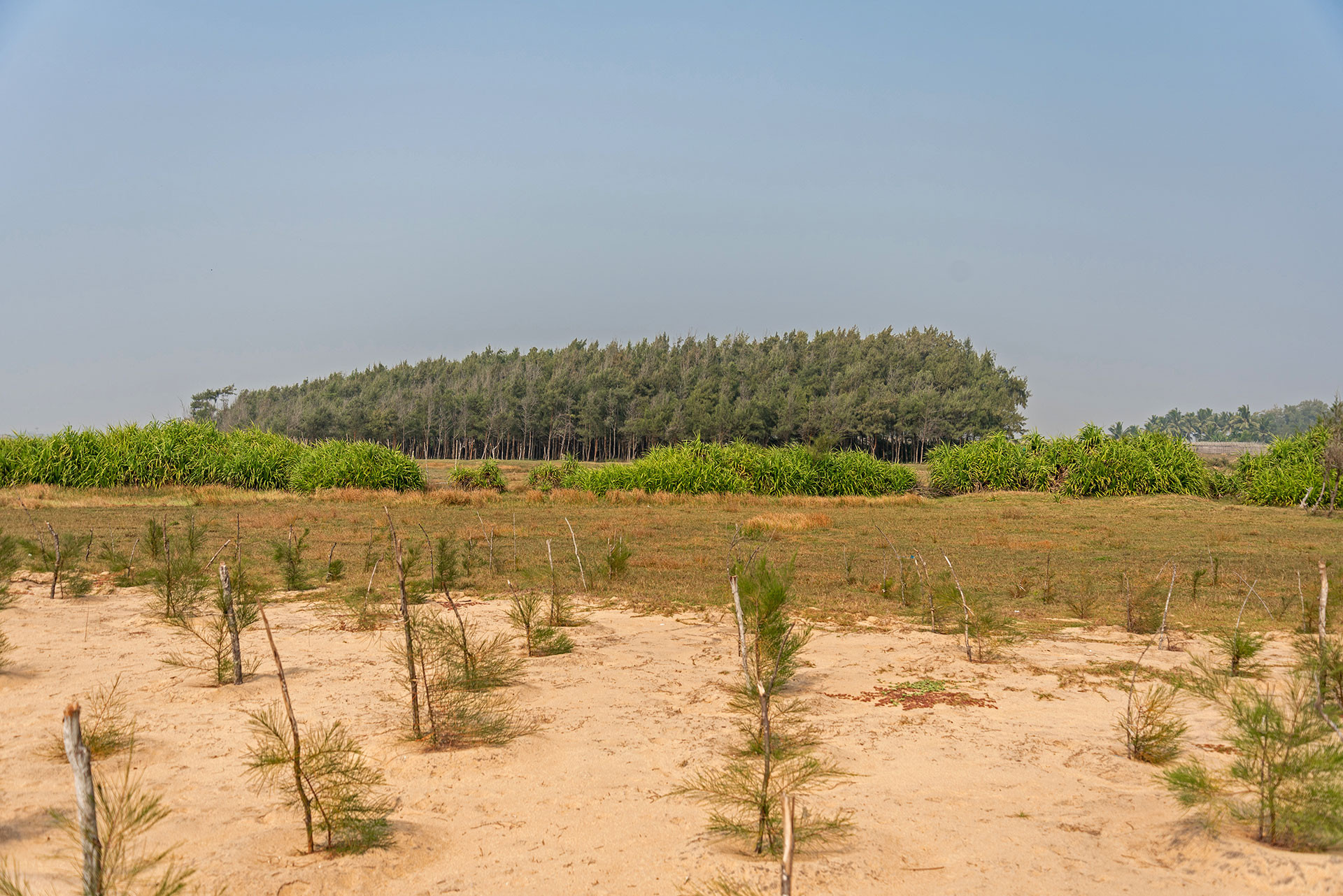 Casuarina saplings growing in Odisha
