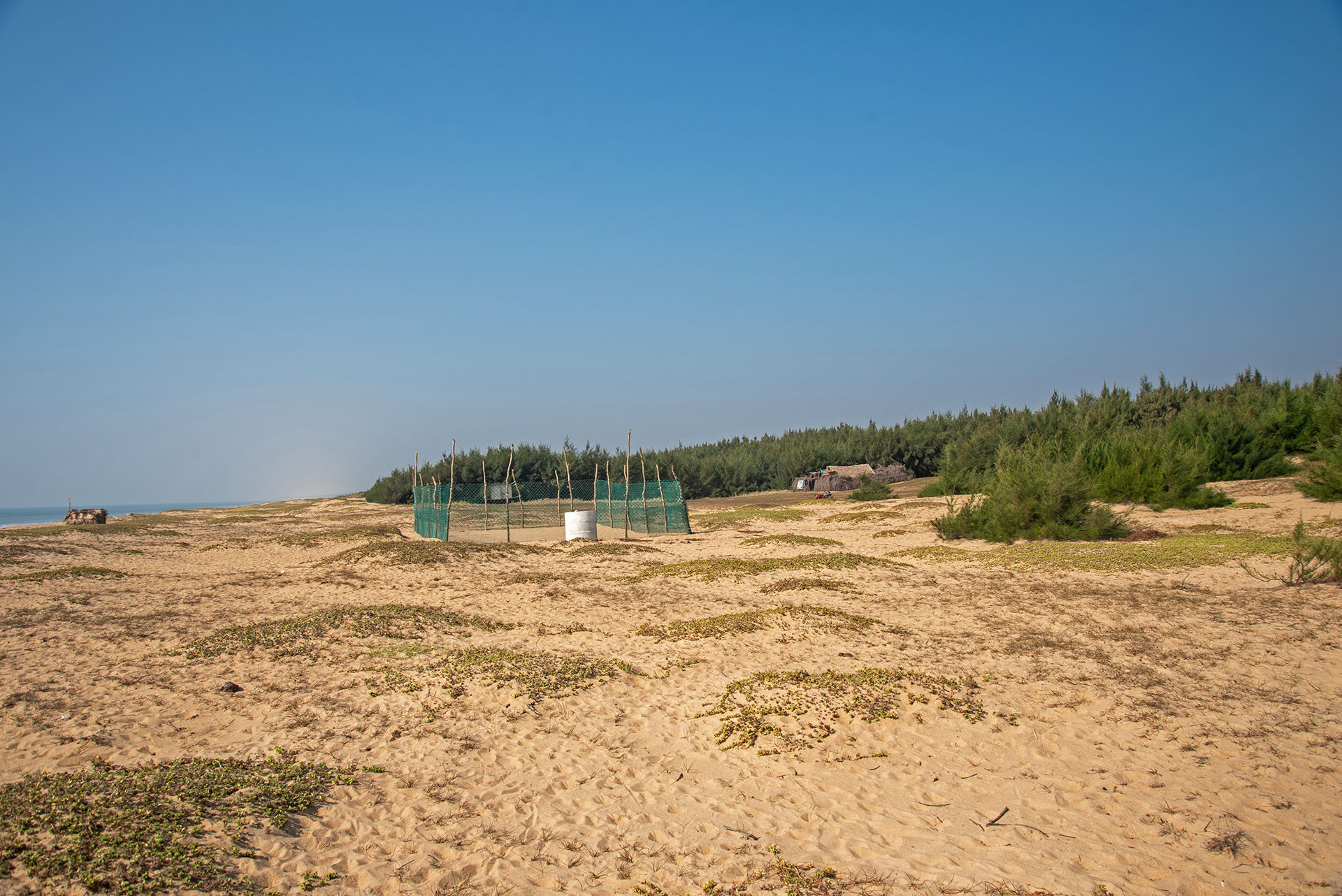 artificial olive ridley turtle nesting patch in Astaranga in Odisha
