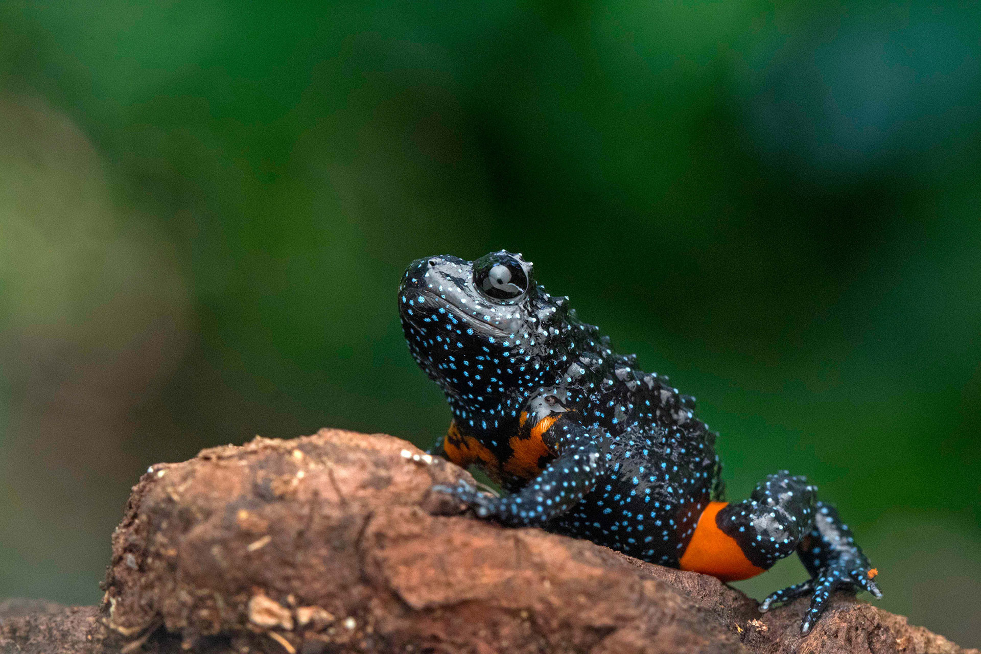 Galaxy Frog (Melanobatrachus indicus) also called Indian black microhylid frog