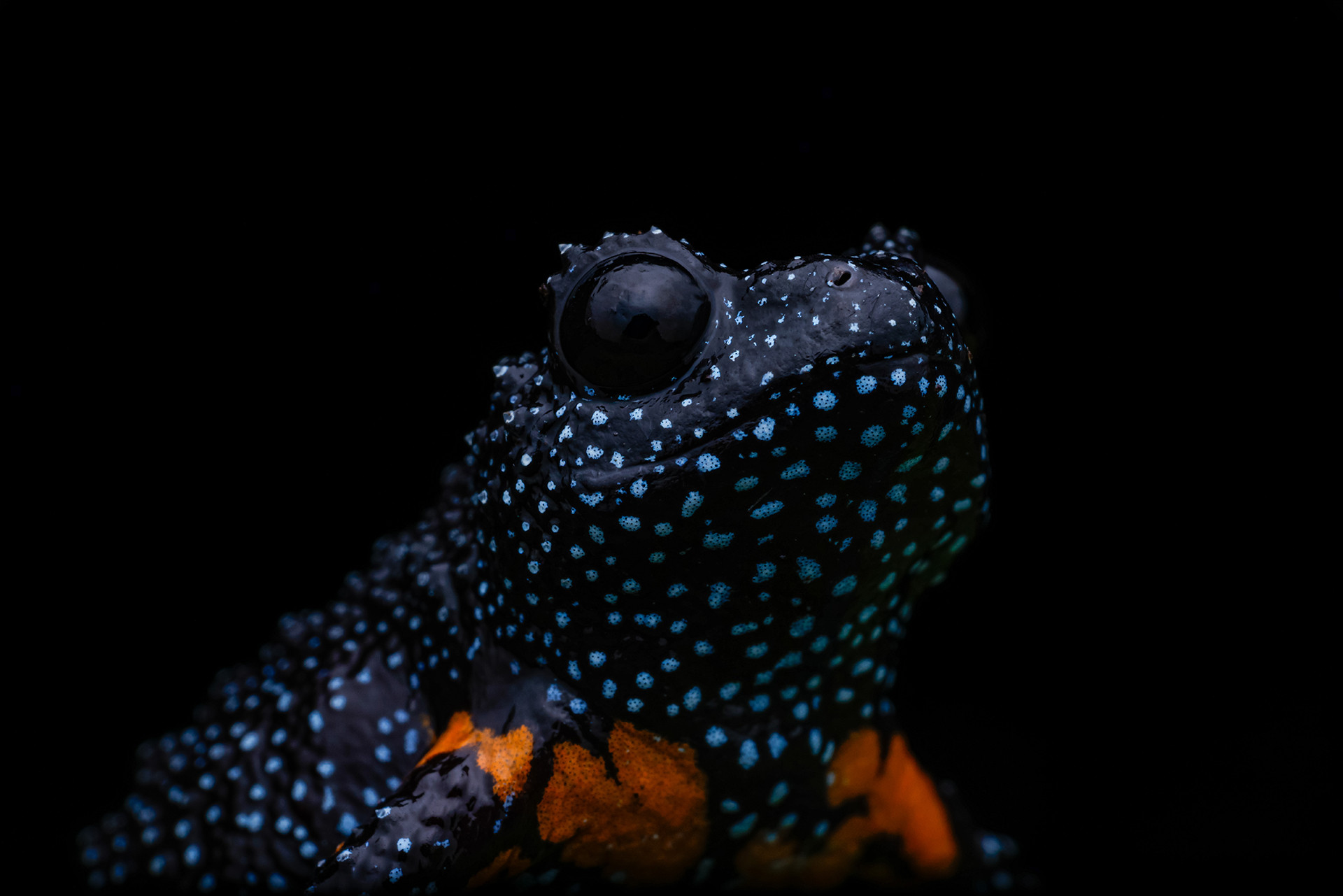 Galaxy Frog Melanobatrachus indicus