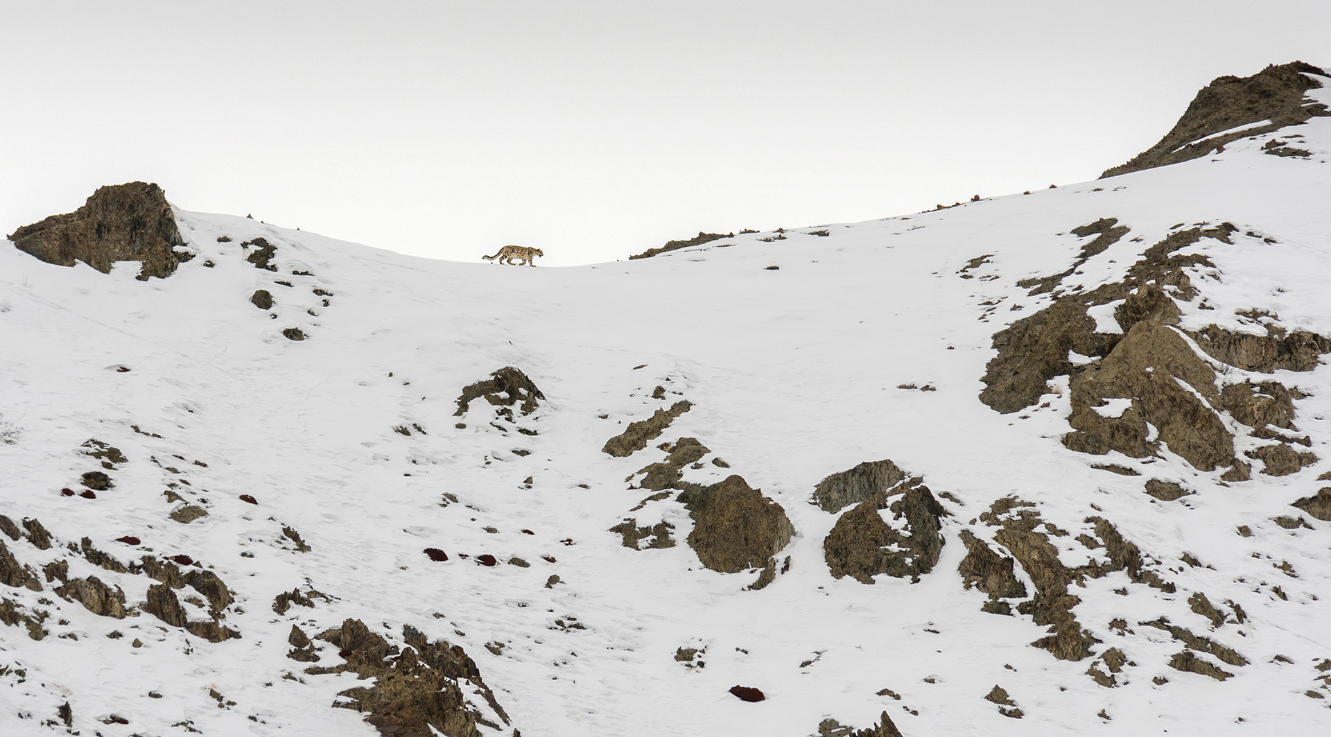 Snow Leopard solitary