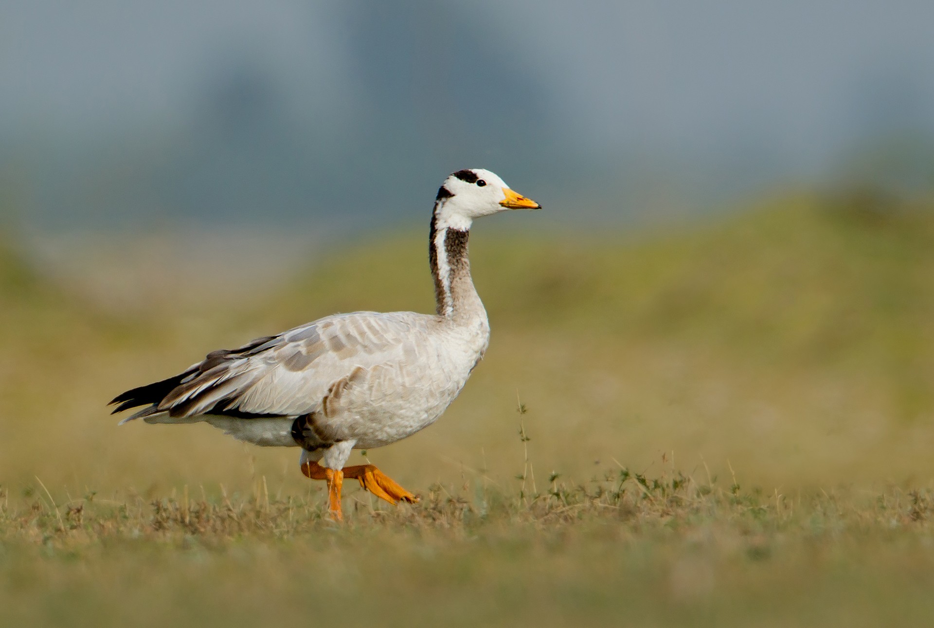 Bar-headed Goose Anser indicus