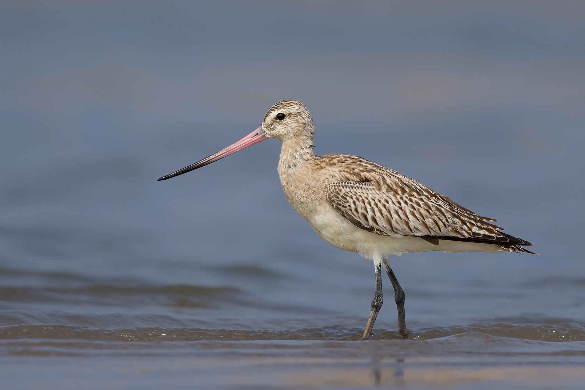 Bar-tailed Godwit Limosa lapponica