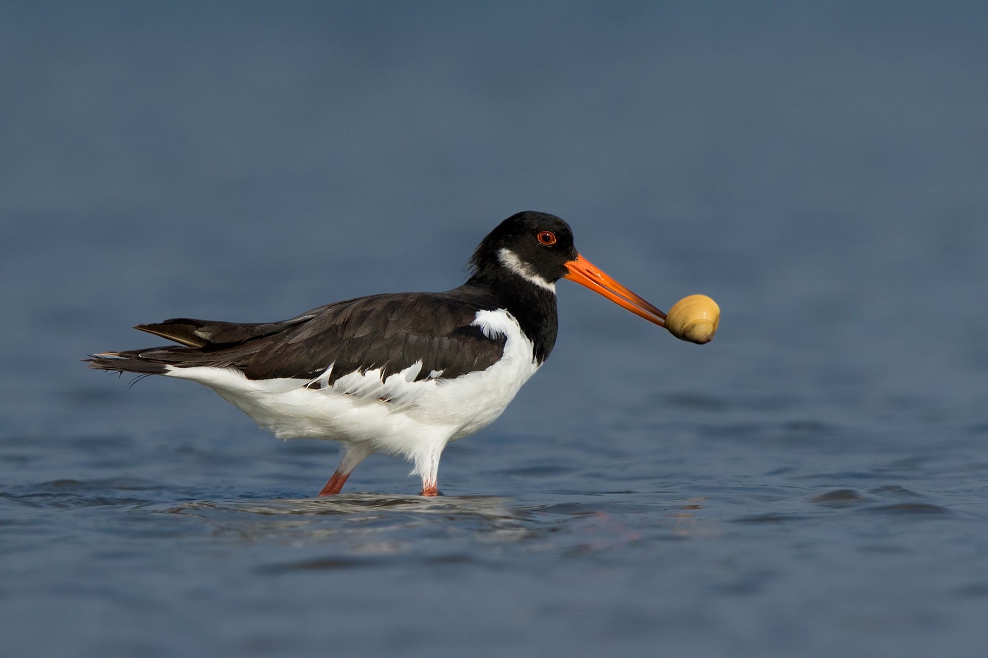Eurasian Oystercatcher Haematopus ostralegus