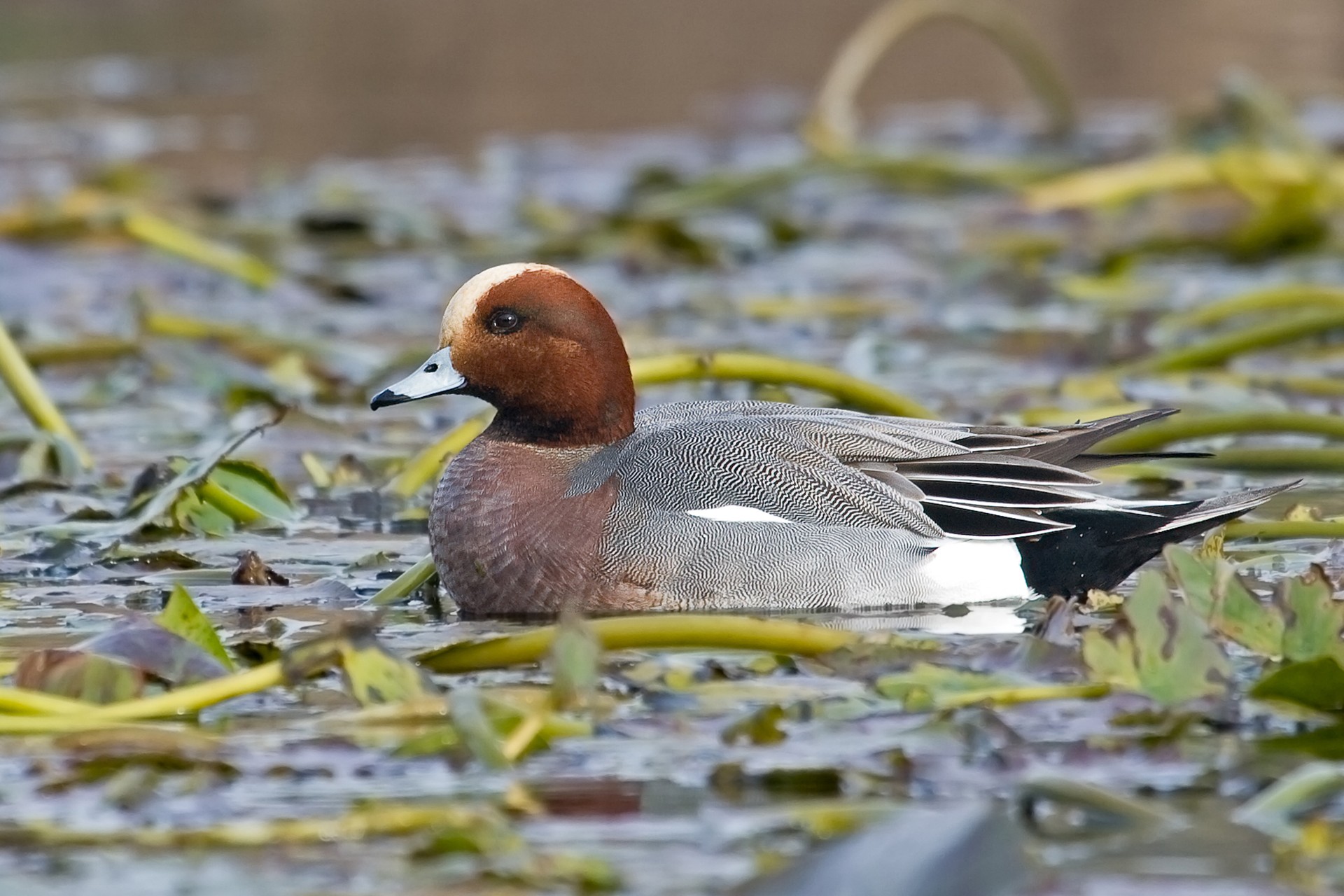 Eurasian Wigeon Mareca penelope