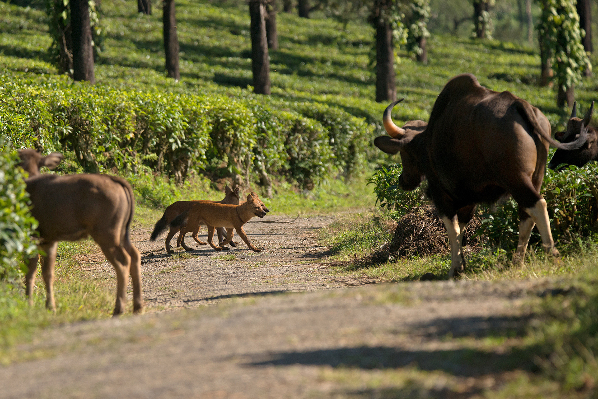 Dholes and a Gaur