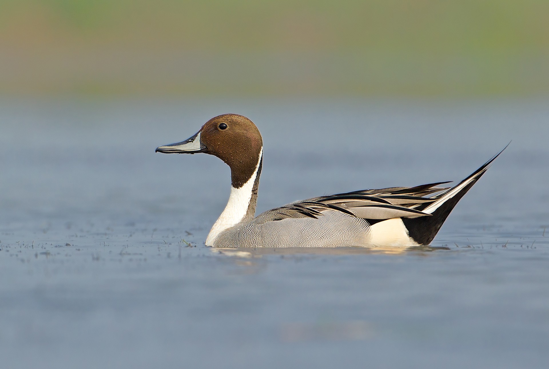 Northern Pintail Anas acuta