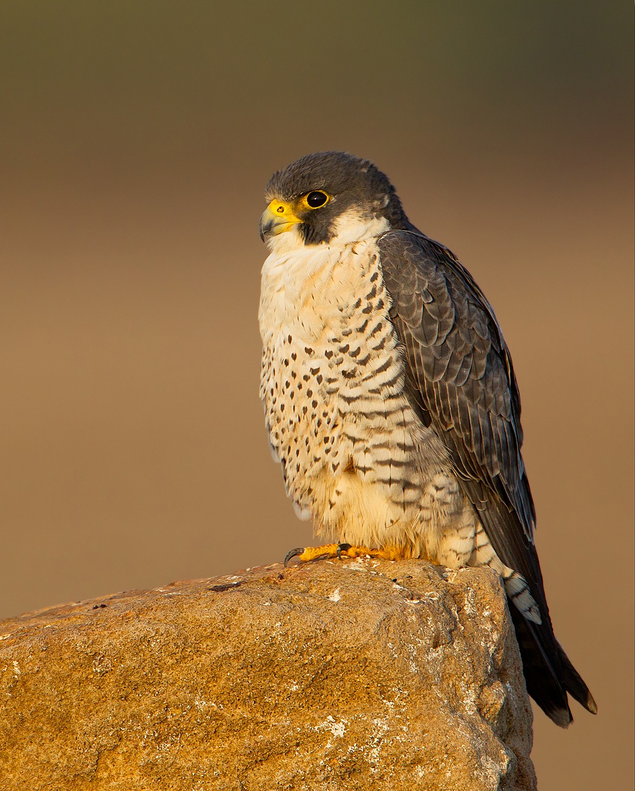 Peregrine Falcon Falco peregrinus