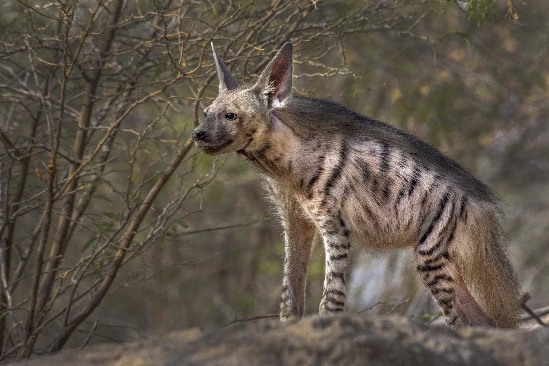 Striped Hyena in Little Rann of Kutch